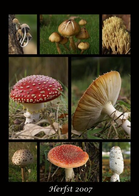 Paddestoelen Collage