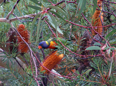 De huismus van Australie (Sidney)