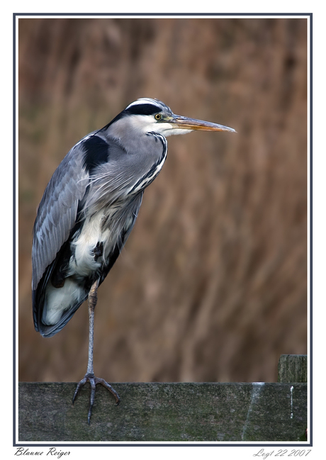 Reiger .