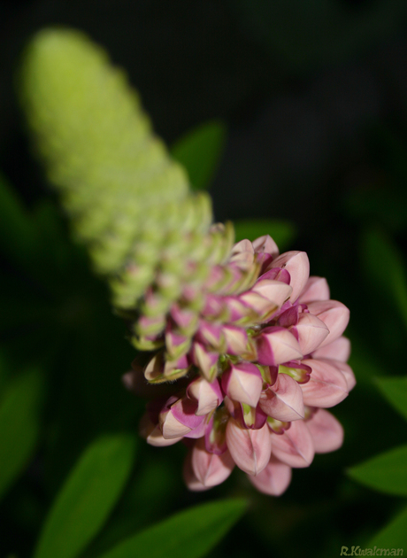 Close-up (lupine)