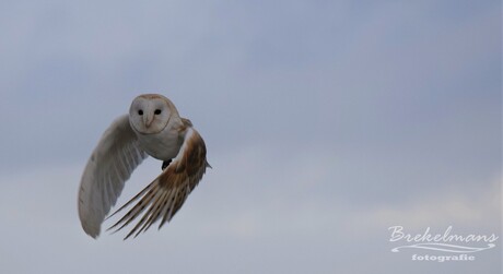 kerkuil in volle vlucht