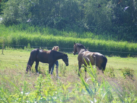 recreatie gebied Spaarnwoude