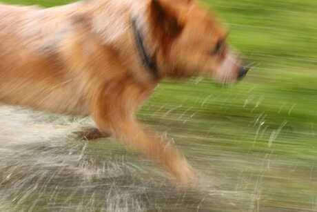Dog in motion