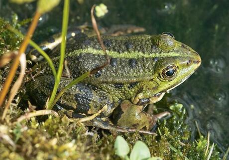 Groene kikker