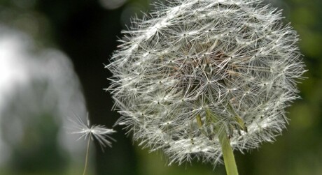 Paardenbloem