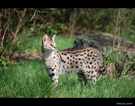 Serval