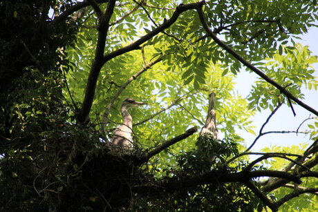 Reigers Op Het Nest