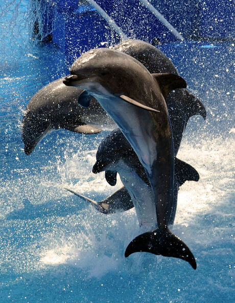 Sea World...