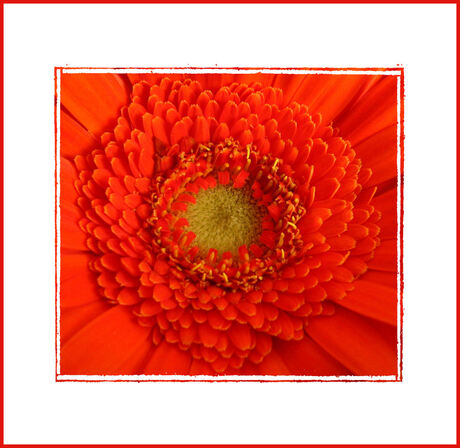 oranje gerbera