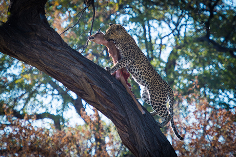 Luipaard met impala Botswana Okavango-1