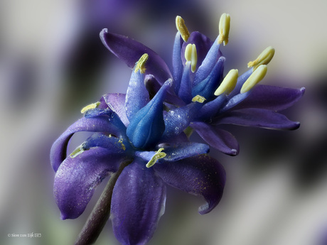 Scilla, Caribbean Jewel