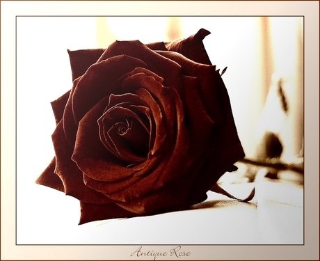 Antique Rose