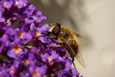 Bij in de tuin