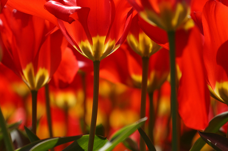 Hollandse bloemenpracht ...