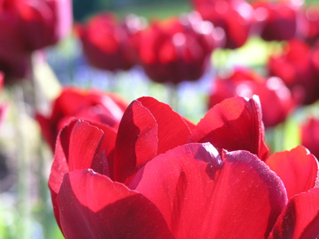 Rode tulp Keukenhof