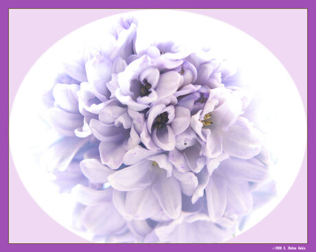 Hyacinthus