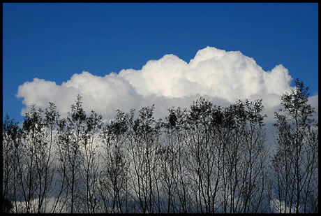 een bosje wolken