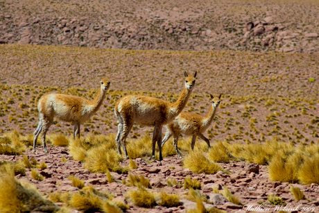 Vicuna's in Atacama Desert II region Chile