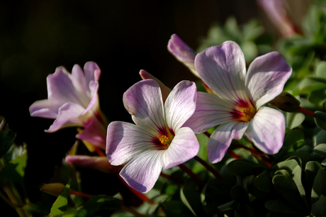 oxialis adenophylla