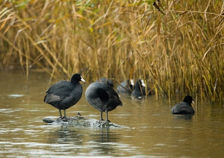 Meerkoeten