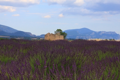 ruine in lavendel