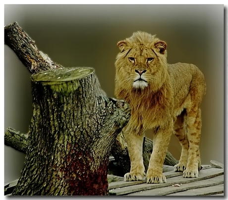 Leeuw in Dierenrijk