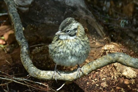 juvenile: Rufous-collared Sparrow (Zonotrichia capensis)