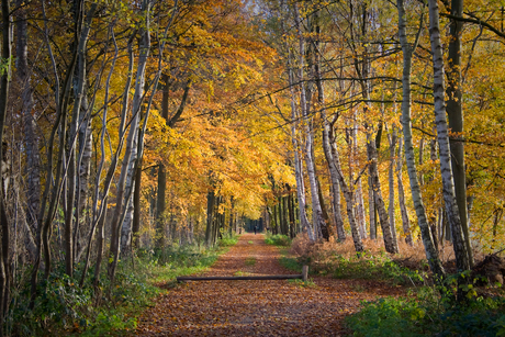 Herfst bospad