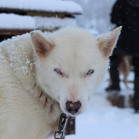 Sleehond (Alaskan Husky)