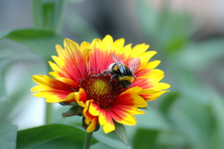 Hommel op bloem