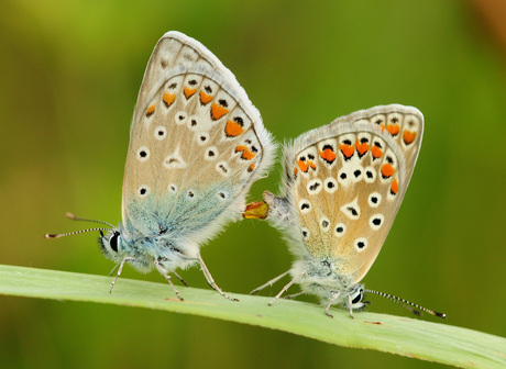 parende icarus blauwtjes