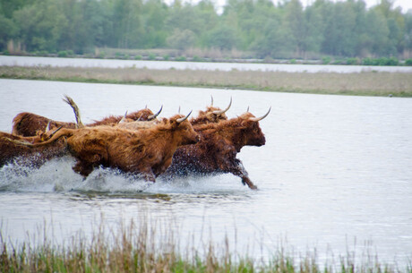 Schotse hooglanders