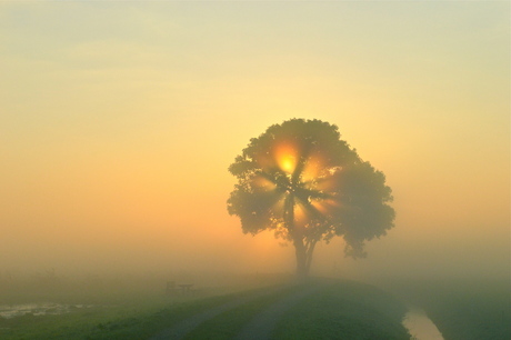 Zonneschijn door de boom