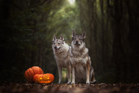 Pumpking Duo