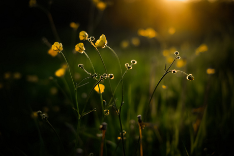 Fields of gold