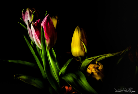Flashing tulips 2