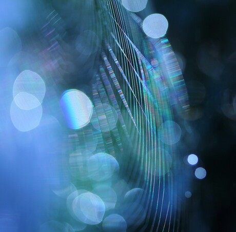 abstract web