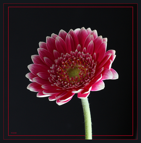 Gerbera