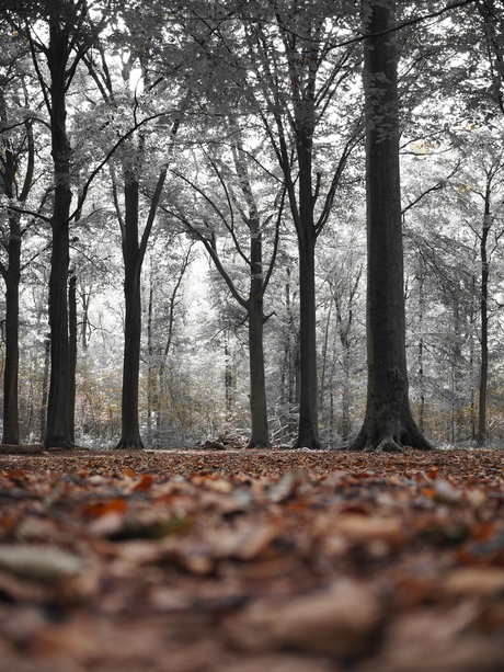 Autumn forest