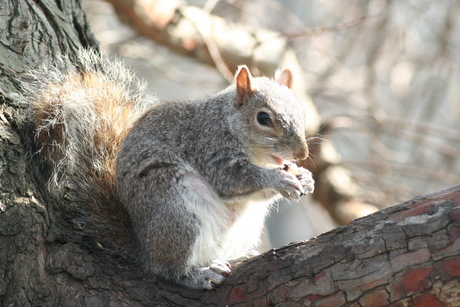 grijze eekhoorn (Engeland)