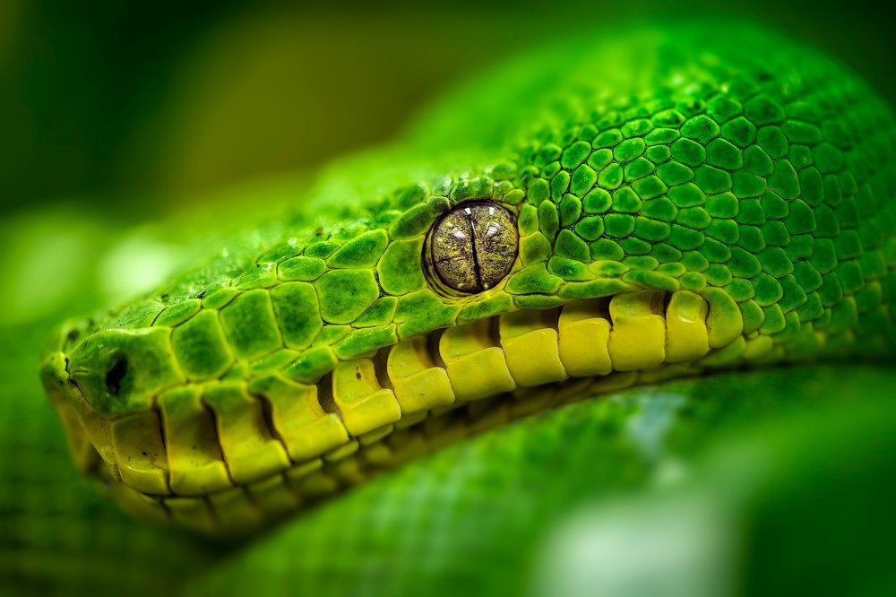 Kakadu Geef energie litteken Groene boom Python - foto van jearon - Dieren - Zoom.nl
