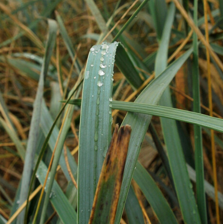 regen druppels