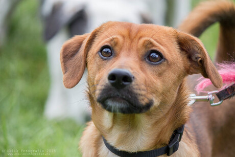 moet ik nou echt op de foto?