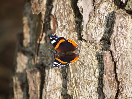 herfst vlinder