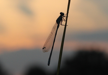 libelle