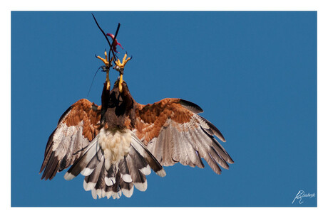 Buizerd vangt prooi in de lucht