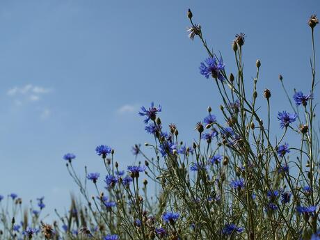 zomer blauw in Oud Avereest