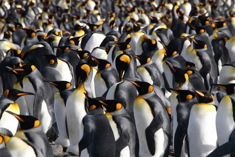 Koningspinguïns South Georgia