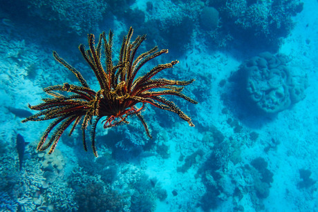 Snorkelen bij Menjangan - Indonesia