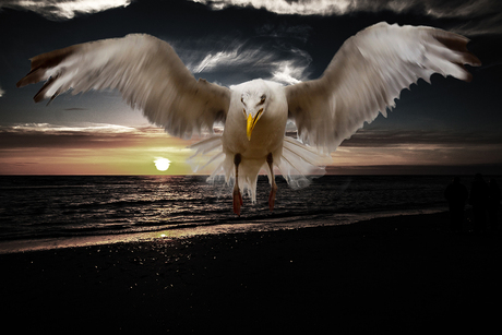 SunsetSeagull